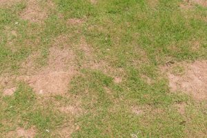 Dead,Grass Lawn Care Nokomis Fl